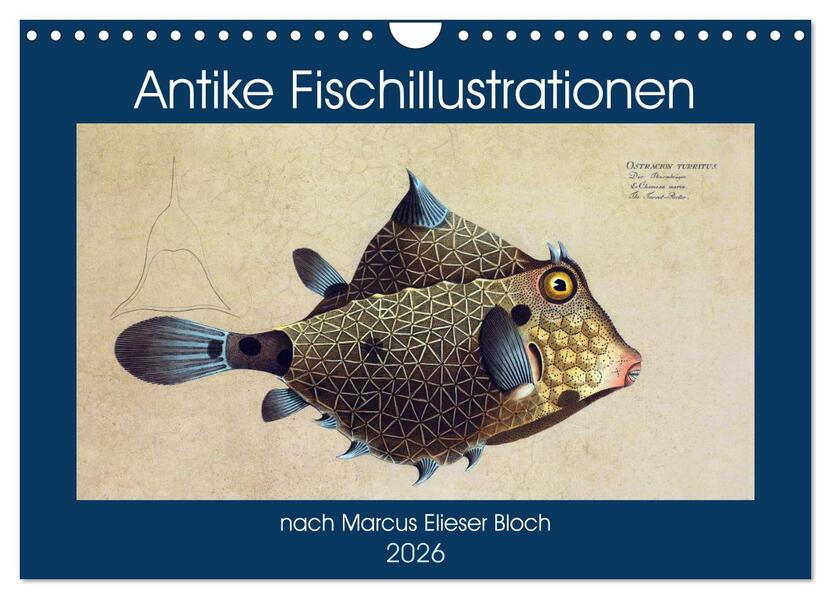 Antike Fischillustrationen nach Marcus Elieser Bloch (Wandkalender 2026 DIN A4 quer) CALVENDO Monatskalender