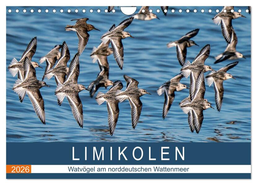 Limikolen - Watvögel am norddeutschen Wattenmeer (Wandkalender 2026 DIN A4 quer) CALVENDO Monatskalender
