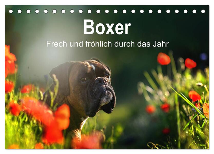 Boxer Frech und fröhlich durch das Jahr (Tischkalender 2026 DIN A5 quer) CALVENDO Monatskalender
