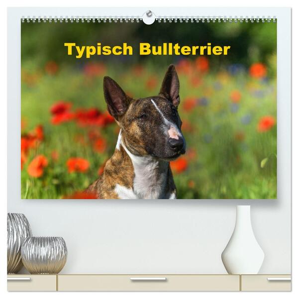 Typisch Bullterrier (hochwertiger Premium Wandkalender 2026 DIN A2 quer) Kunstdruck in Hochglanz