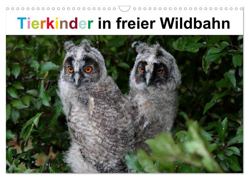 Tierkinder in freier Wildbahn (Wandkalender 2026 DIN A3 quer) CALVENDO Monatskalender