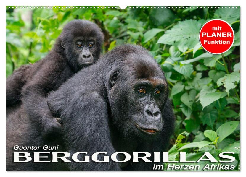 Berggorillas im Herzen Afrikas (Wandkalender 2026 DIN A2 quer) CALVENDO Monatskalender