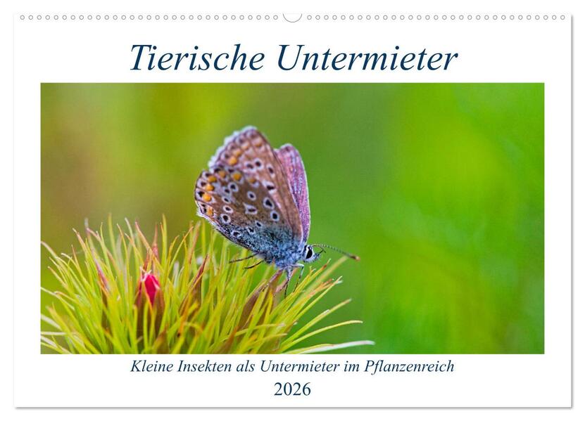 Tierische Untermieter (Wandkalender 2026 DIN A2 quer) CALVENDO Monatskalender