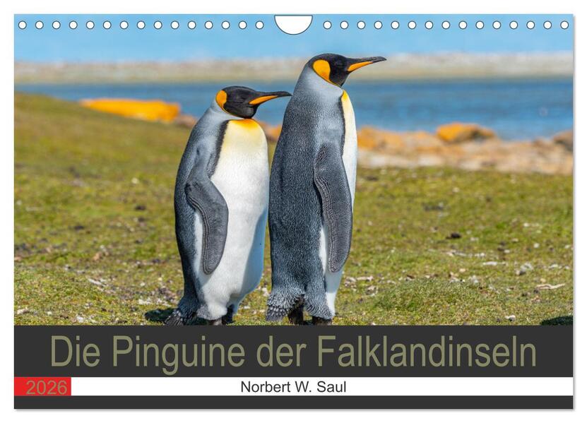 Die Pinguine der Falklandinseln (Wandkalender 2026 DIN A4 quer) CALVENDO Monatskalender