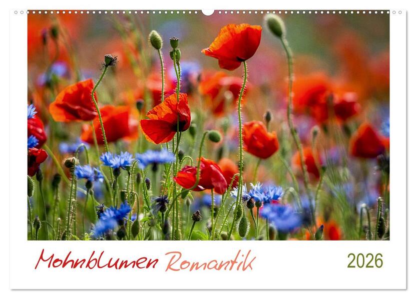 Mohnblumen Romantik (Wandkalender 2026 DIN A2 quer) CALVENDO Monatskalender