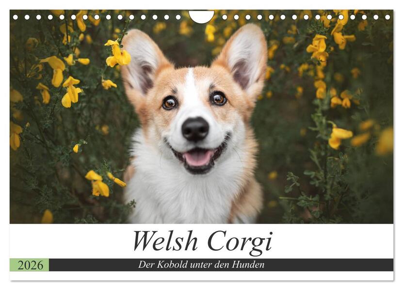 Welsh Corgi - Der Kobold unter den Hunden (Wandkalender 2026 DIN A4 quer) CALVENDO Monatskalender