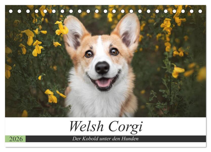 Welsh Corgi - Der Kobold unter den Hunden (Tischkalender 2026 DIN A5 quer) CALVENDO Monatskalender