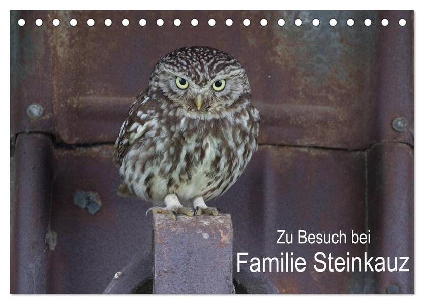 Zu Besuch bei Familie Steinkauz (Tischkalender 2026 DIN A5 quer) CALVENDO Monatskalender