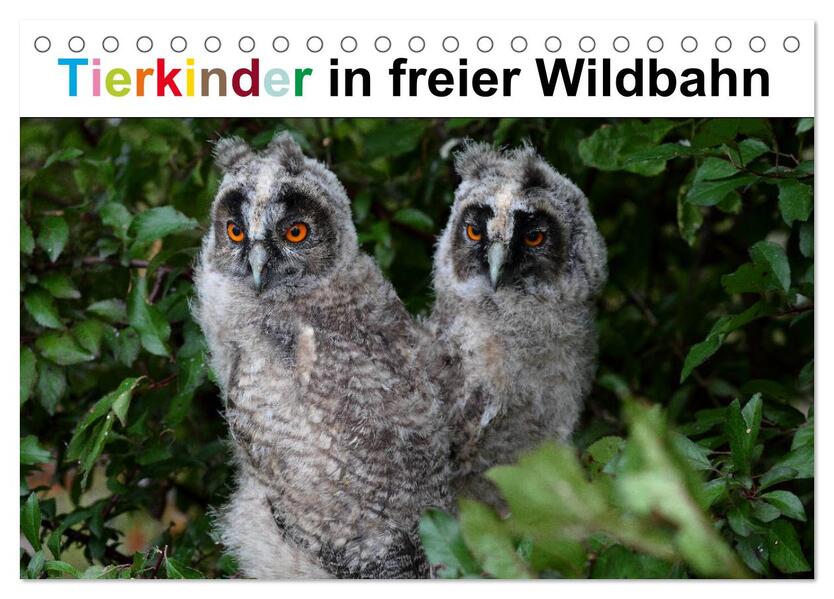 Tierkinder in freier Wildbahn (Tischkalender 2026 DIN A5 quer) CALVENDO Monatskalender