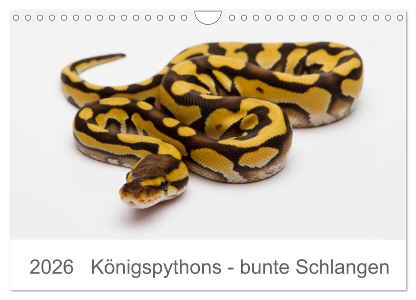 Königspythons - bunte Schlangen (Wandkalender 2026 DIN A4 quer) CALVENDO Monatskalender