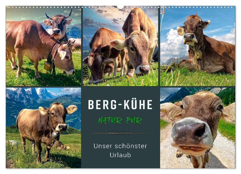 Berg-Kühe Natur pur - unser schönster Urlaub (Wandkalender 2026 DIN A2 quer) CALVENDO Monatskalender