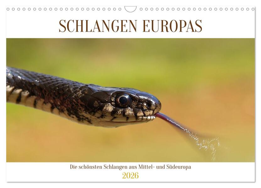 Schlangen Europas (Wandkalender 2026 DIN A3 quer) CALVENDO Monatskalender