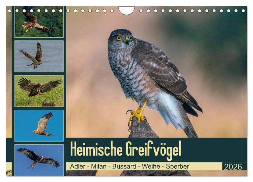 Heimische GREIFVÖGEL Adler Milan Bussard Weihe Sperber (Wandkalender 2026 DIN A4 quer) CALVENDO Monatskalender