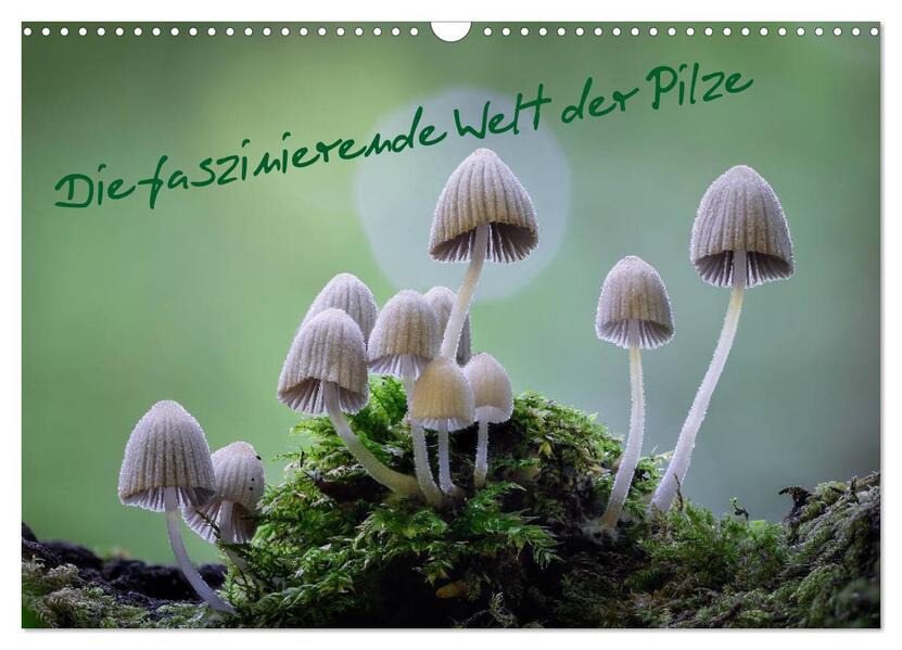 Die faszinierende Welt der Pilze (Wandkalender 2026 DIN A3 quer) CALVENDO Monatskalender