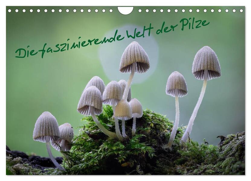 Die faszinierende Welt der Pilze (Wandkalender 2026 DIN A4 quer) CALVENDO Monatskalender