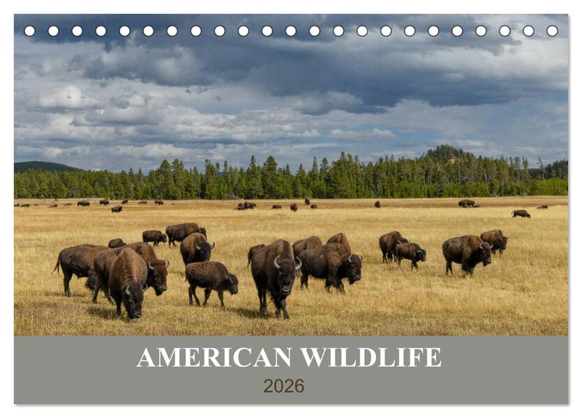 American Wildlife (Tischkalender 2026 DIN A5 quer) CALVENDO Monatskalender