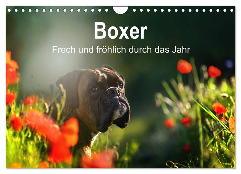 Boxer Frech und fröhlich durch das Jahr (Wandkalender 2026 DIN A4 quer) CALVENDO Monatskalender
