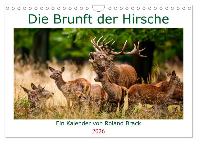 Die Brunft der Hirsche (Wandkalender 2026 DIN A4 quer) CALVENDO Monatskalender