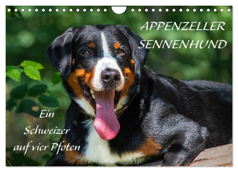 Appenzeller Sennenhund - Ein Schweizer auf 4 Pfoten (Wandkalender 2026 DIN A4 quer) CALVENDO Monatskalender