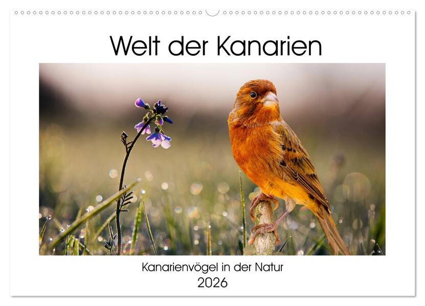 Welt der Kanarien (Wandkalender 2026 DIN A2 quer) CALVENDO Monatskalender