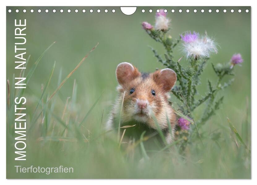 Moments in Nature (Wandkalender 2026 DIN A4 quer) CALVENDO Monatskalender