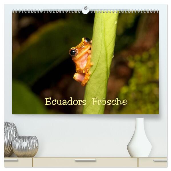 Ecuadors Frösche (hochwertiger Premium Wandkalender 2026 DIN A2 quer) Kunstdruck in Hochglanz