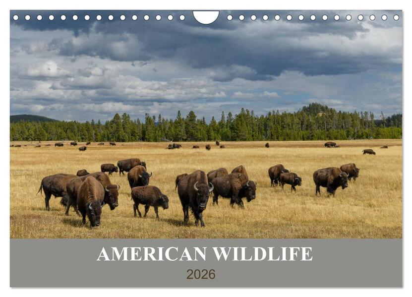 American Wildlife (Wandkalender 2026 DIN A4 quer) CALVENDO Monatskalender