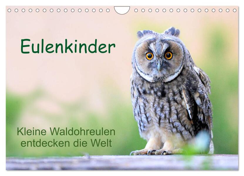 Eulenkinder - Kleine Waldohreulen entdecken die Welt (Wandkalender 2026 DIN A4 quer) CALVENDO Monatskalender
