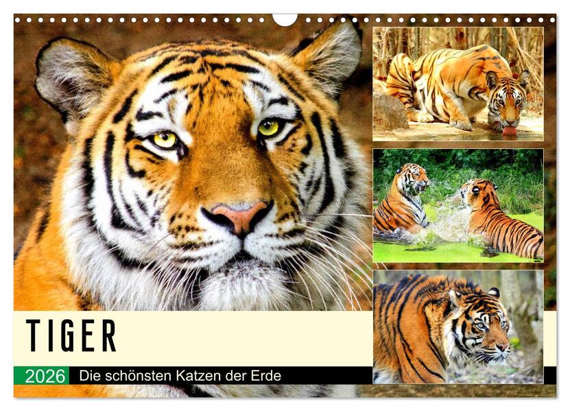 Tiger. Die schönsten Katzen der Erde (Wandkalender 2026 DIN A3 quer) CALVENDO Monatskalender