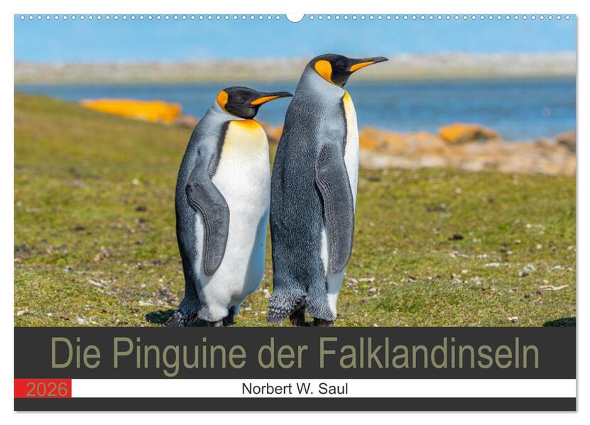Die Pinguine der Falklandinseln (Wandkalender 2026 DIN A2 quer) CALVENDO Monatskalender