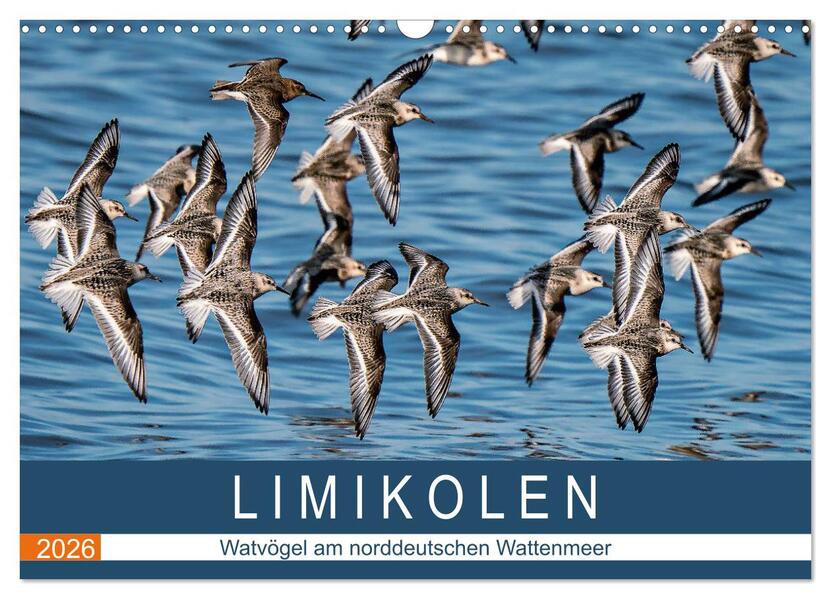Limikolen - Watvögel am norddeutschen Wattenmeer (Wandkalender 2026 DIN A3 quer) CALVENDO Monatskalender