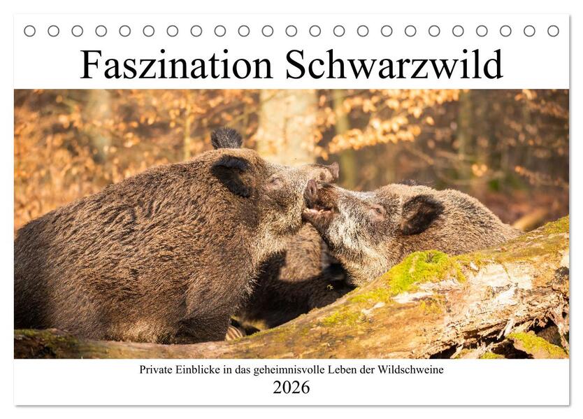 Faszination Schwarzwild (Tischkalender 2026 DIN A5 quer) CALVENDO Monatskalender