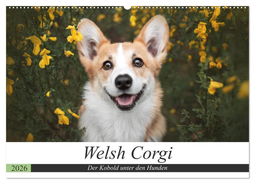 Welsh Corgi - Der Kobold unter den Hunden (Wandkalender 2026 DIN A2 quer) CALVENDO Monatskalender