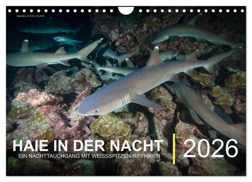 Haie in der Nacht (Wandkalender 2026 DIN A4 quer) CALVENDO Monatskalender