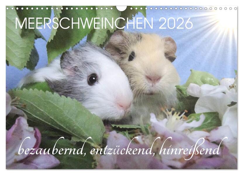 Meerschweinchen 2026 - bezaubernd hinreißend entzückend (Wandkalender 2026 DIN A3 quer) CALVENDO Monatskalender