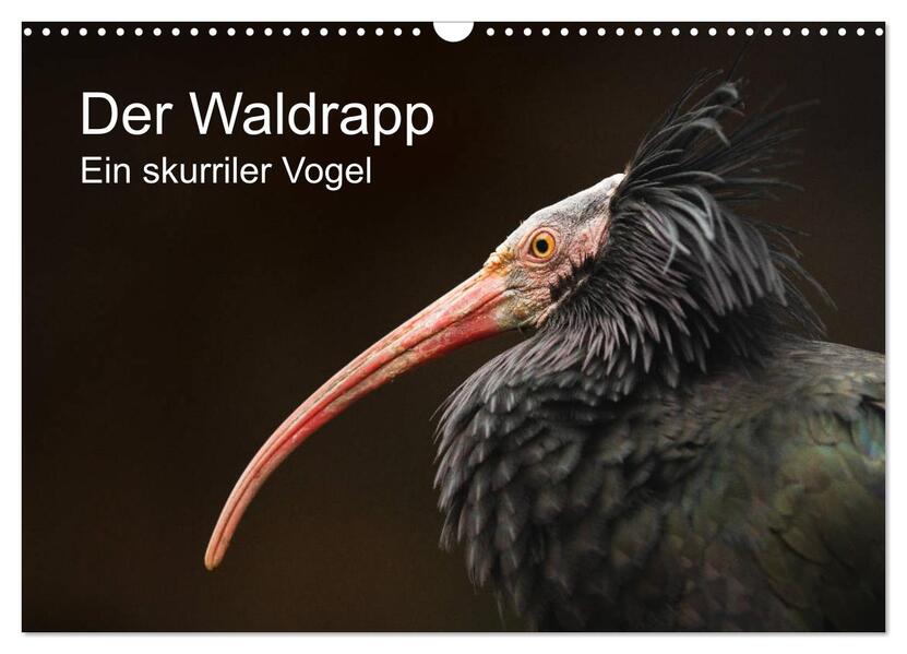 Der Waldrapp - Ein skurriler Vogel (Wandkalender 2026 DIN A3 quer) CALVENDO Monatskalender