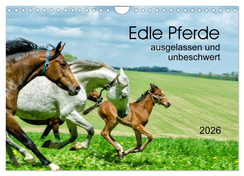Edle Pferde - ausgelassen und unbeschwert (Wandkalender 2026 DIN A4 quer) CALVENDO Monatskalender