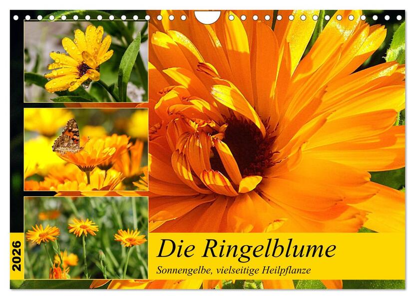 Die Ringelblume. Sonnengelbe vielseitige Heilpflanze (Wandkalender 2026 DIN A4 quer) CALVENDO Monatskalender