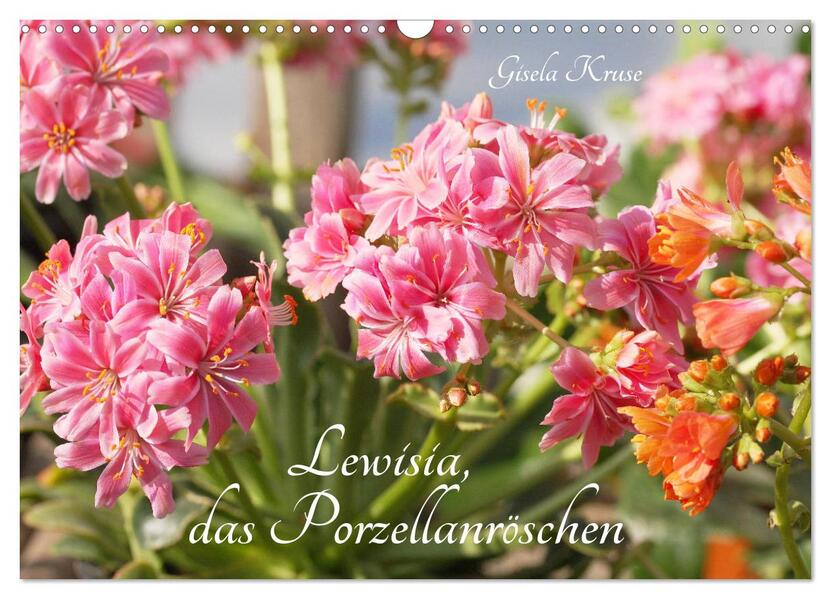 Lewisia das Porzellanröschen (Wandkalender 2026 DIN A3 quer) CALVENDO Monatskalender