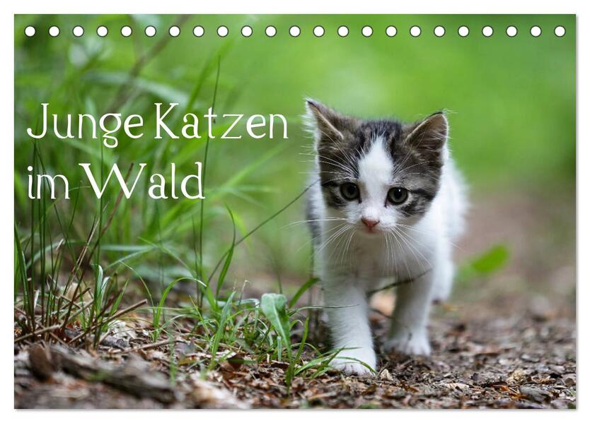 Junge Katzen im Wald (Tischkalender 2026 DIN A5 quer) CALVENDO Monatskalender