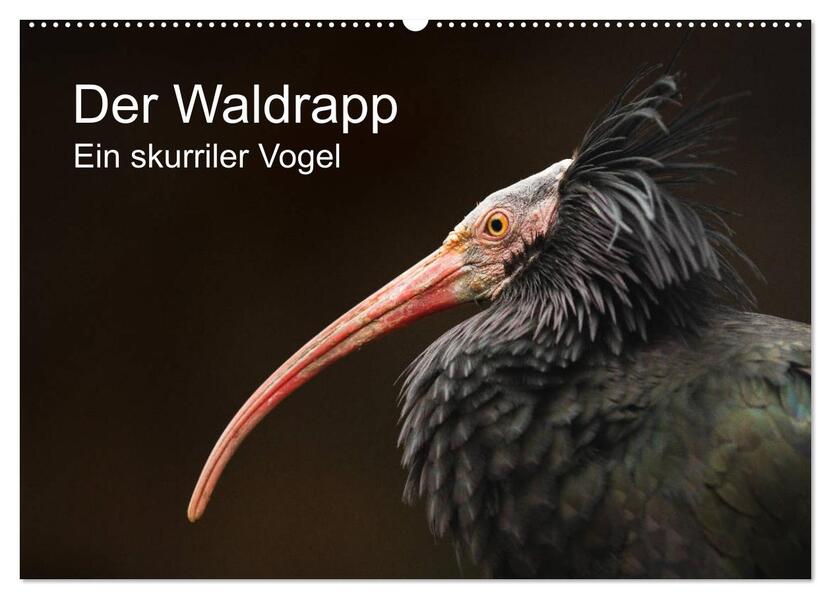 Der Waldrapp - Ein skurriler Vogel (Wandkalender 2026 DIN A2 quer) CALVENDO Monatskalender