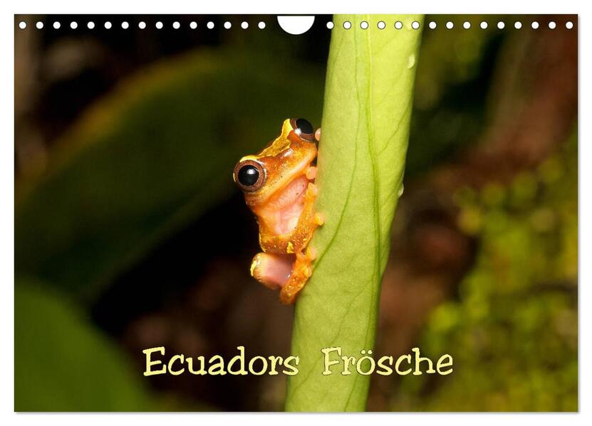 Ecuadors Frösche (Wandkalender 2026 DIN A4 quer) CALVENDO Monatskalender