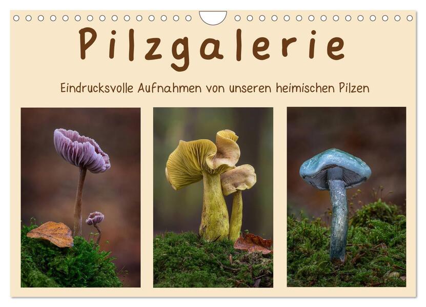 Pilzgalerie - Eindrucksvolle Aufnahmen von unseren heimischen Pilzen (Wandkalender 2026 DIN A4 quer) CALVENDO Monatskalender