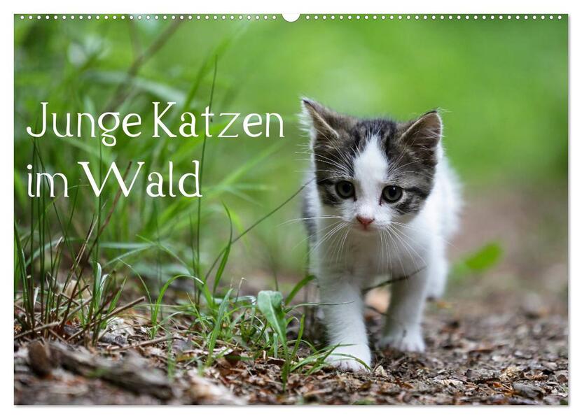 Junge Katzen im Wald (Wandkalender 2026 DIN A2 quer) CALVENDO Monatskalender