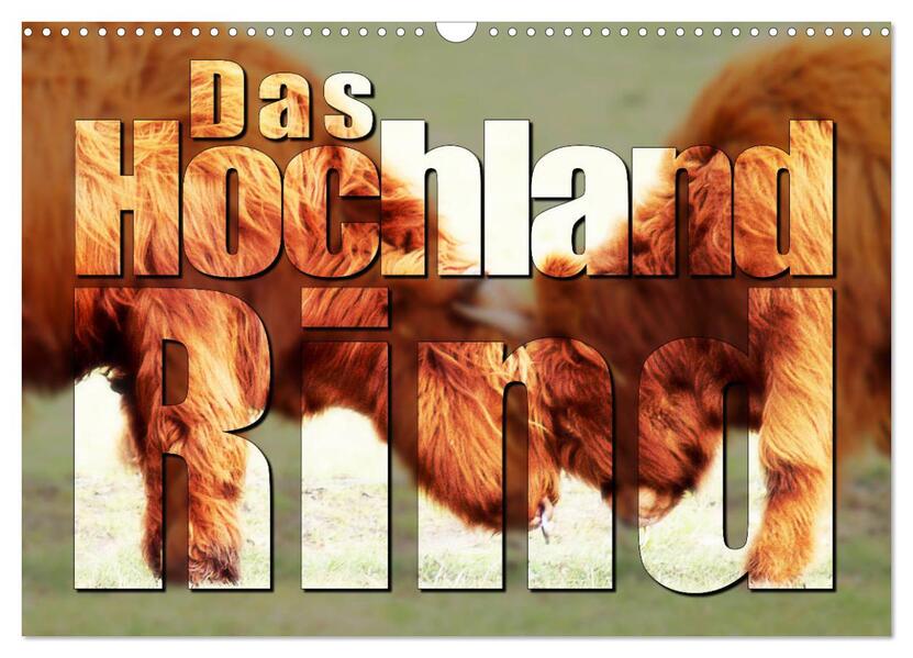Das Hochlandrind (Wandkalender 2026 DIN A3 quer) CALVENDO Monatskalender