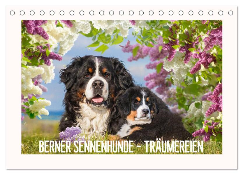 Berner Sennenhunde - Träumereien (Tischkalender 2026 DIN A5 quer) CALVENDO Monatskalender