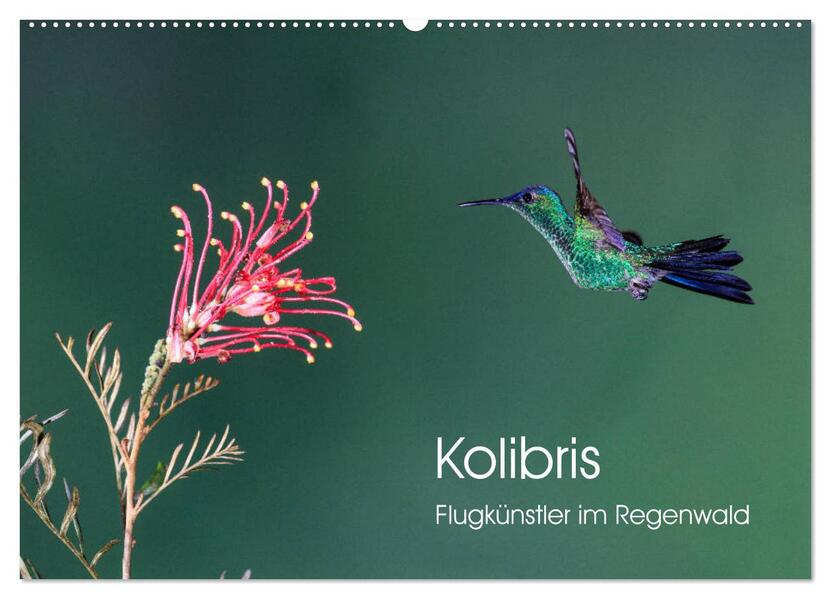 Kolibris - Flugkünstler im Regenwald (Wandkalender 2026 DIN A2 quer) CALVENDO Monatskalender