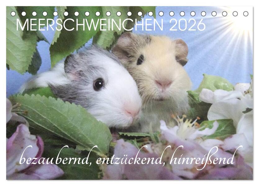 Meerschweinchen 2026 - bezaubernd hinreißend entzückend (Tischkalender 2026 DIN A5 quer) CALVENDO Monatskalender