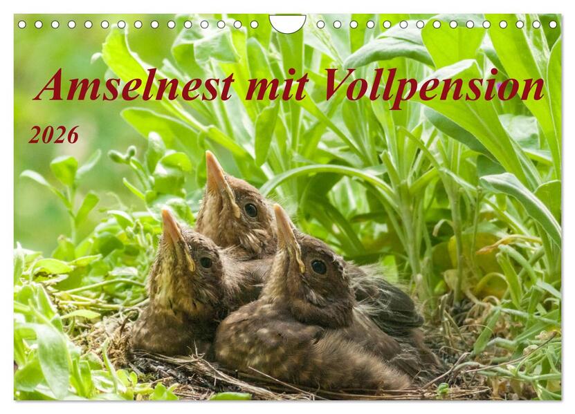 Amselnest mit Vollpension (Wandkalender 2026 DIN A4 quer) CALVENDO Monatskalender