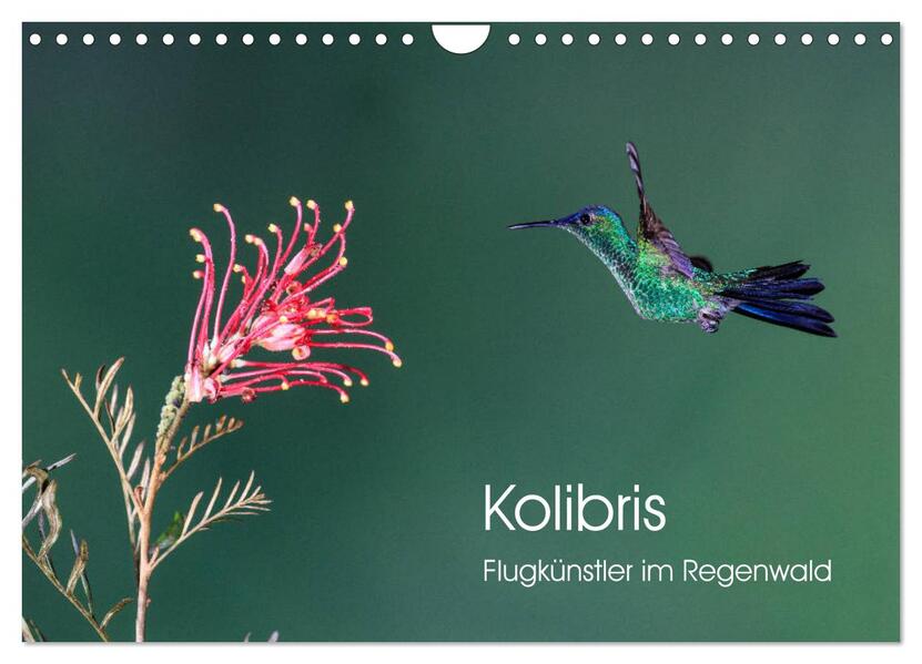 Kolibris - Flugkünstler im Regenwald (Wandkalender 2026 DIN A4 quer) CALVENDO Monatskalender